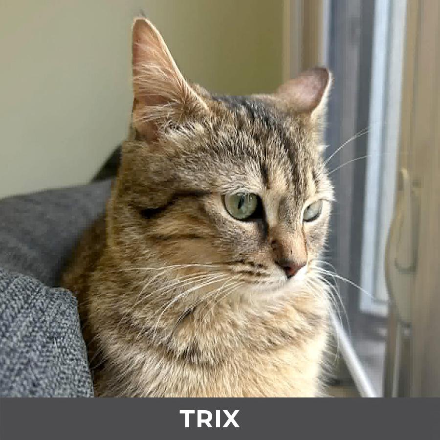 Enlarge Trix, a ADOPTABLE Domestic Short Hair in Etobicoke, ON image 4/6