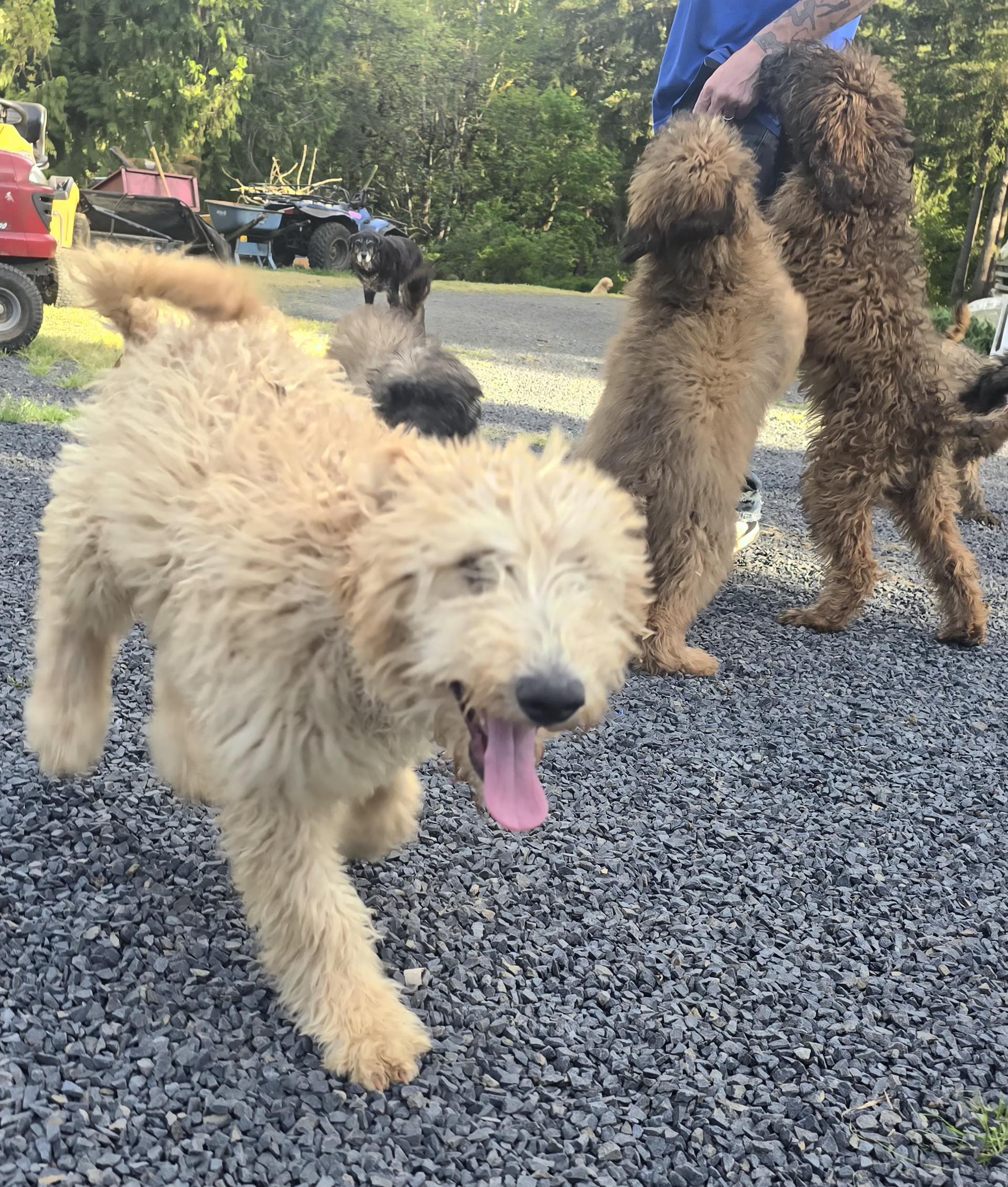 Felix, a Adoptable Goldendoodle in Winlock, WA image 2/6