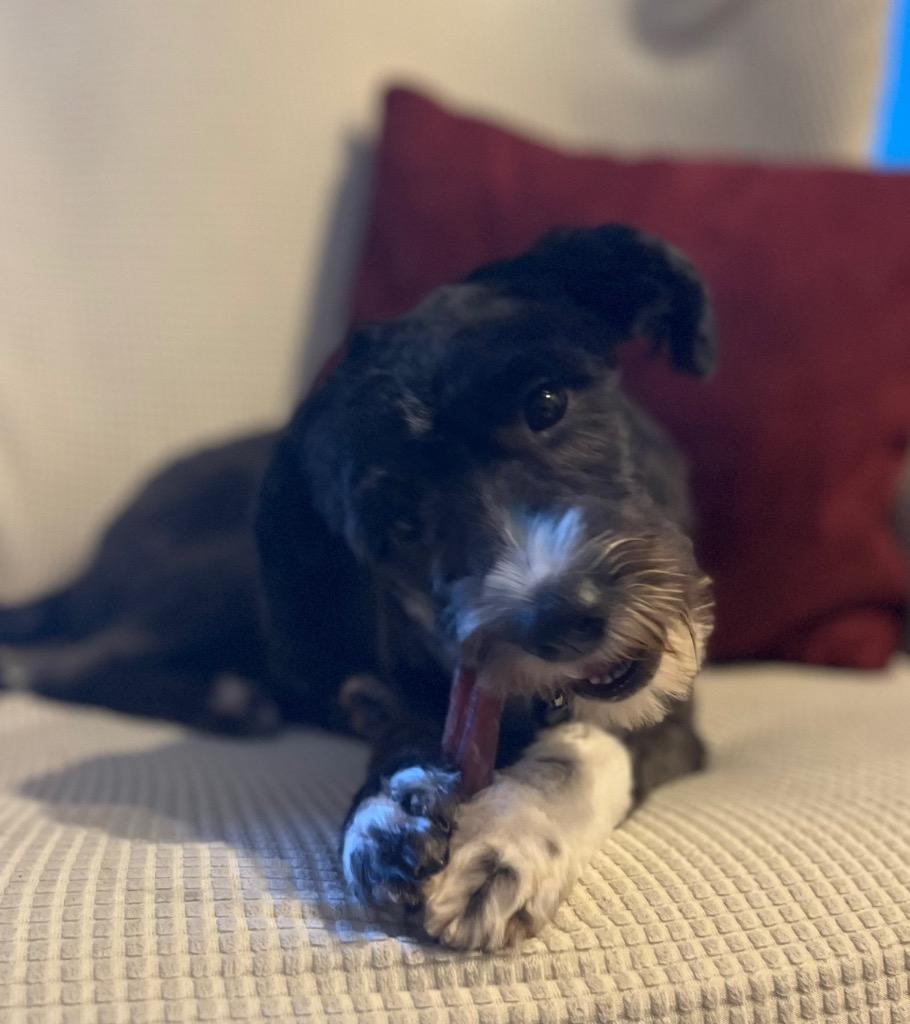 Oreoana, Adoptable, Young Female Havanese.