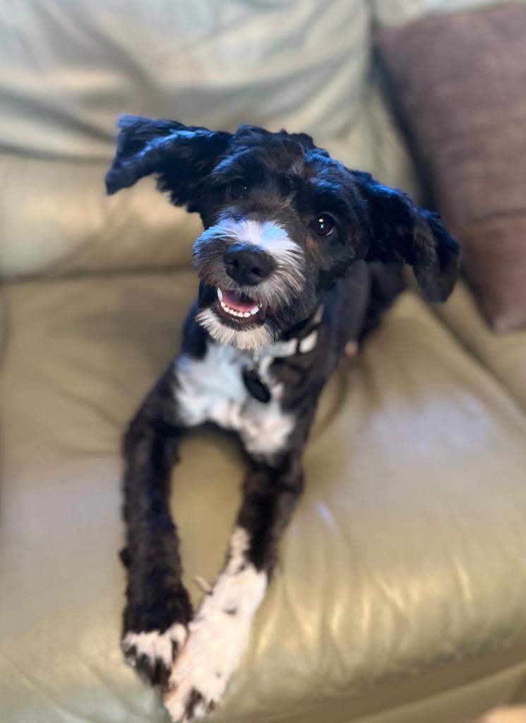 Enlarge Oreoana, a Adoptable Havanese in West Bloomfield, MI image 2/3