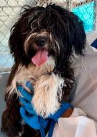 Enlarge Oreoana, a Adoptable Havanese in West Bloomfield, MI image 3/3