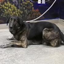 Enlarge Henry, a Adoptable mixed breed in Casa Grande, AZ image 1/2