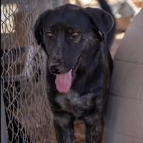 Enlarge Henry, a Adoptable mixed breed in Casa Grande, AZ image 2/2