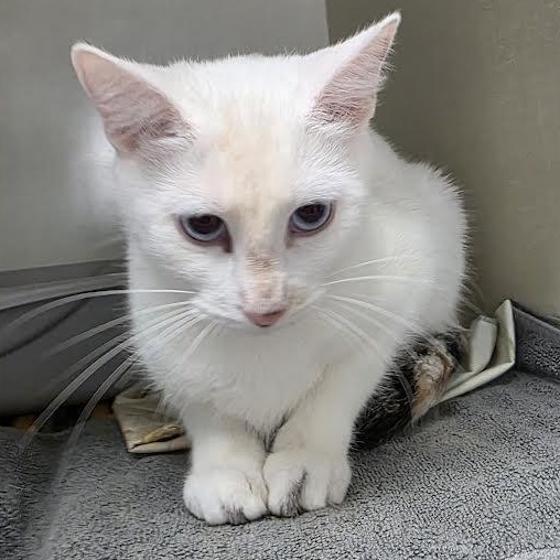 Dedra Meero, ADOPTABLE, Young Female Siamese & American Shorthair.