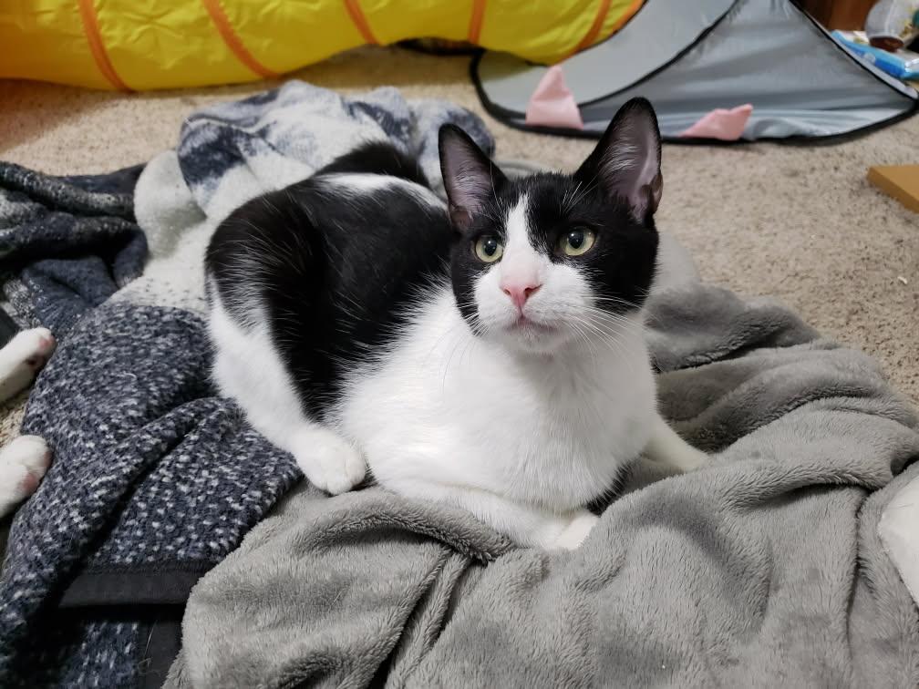 Gale, Adoptable, Young Male Domestic Short Hair.