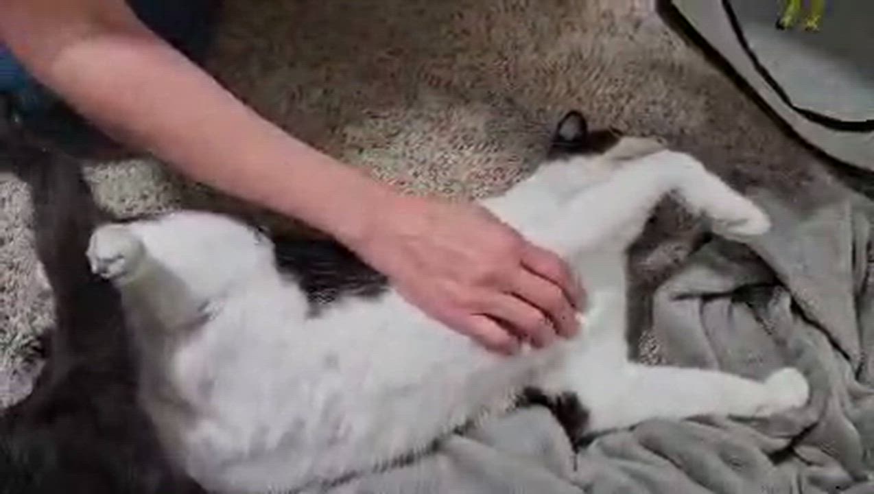 Enlarge Gale, a Adoptable Domestic Short Hair in Galloway, NJ video 2/2