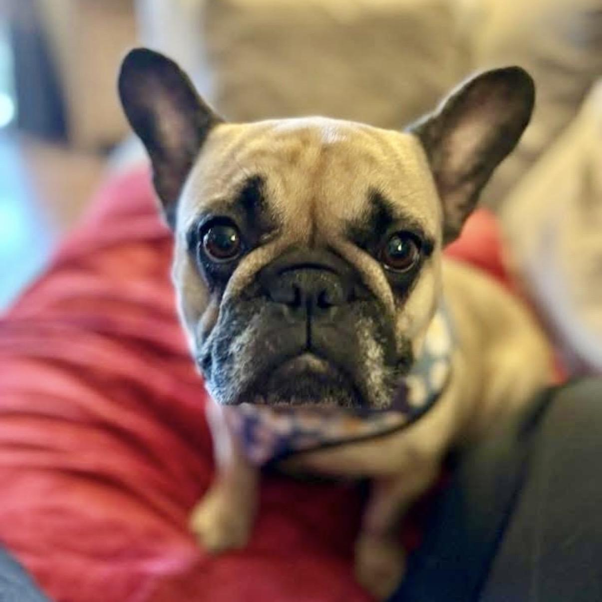 Charlene, an adopted French Bulldog in Itasca, IL image 1/3