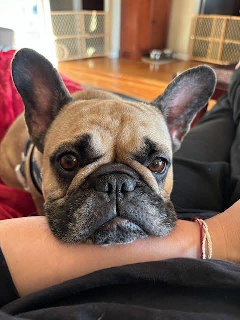 Charlene, an adopted French Bulldog in Itasca, IL image 2/3