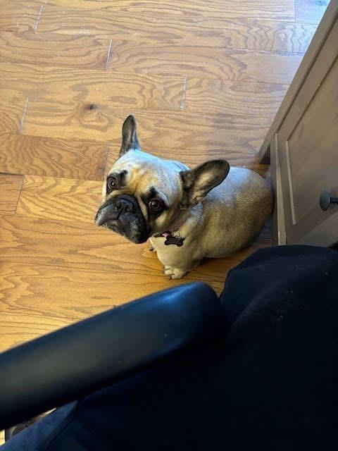 Charlene, an adopted French Bulldog in Itasca, IL image 3/3
