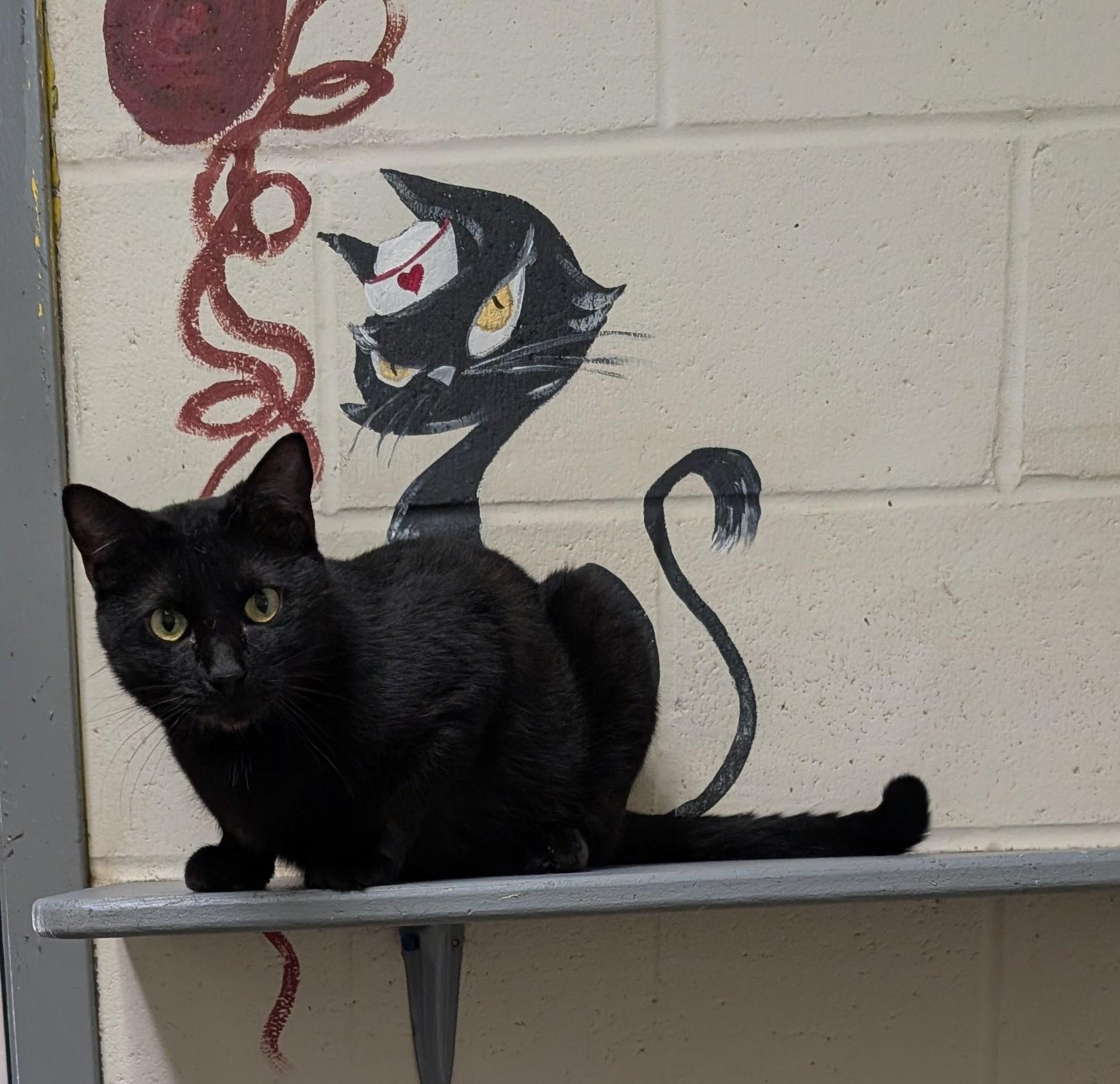 Enlarge Daisy, a Adoptable Domestic Short Hair in Parsons, KS image 1/1