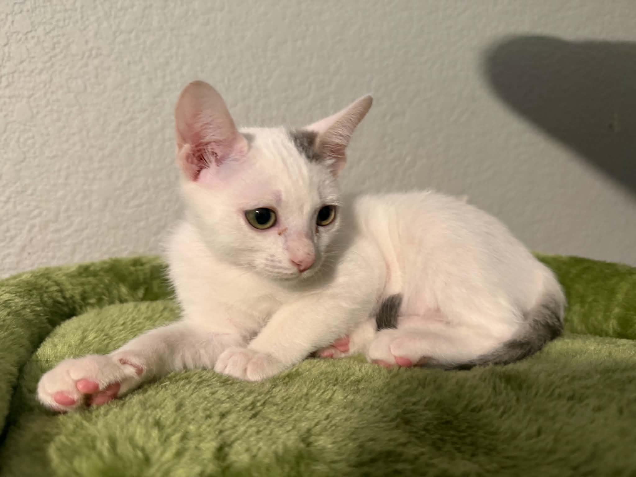 Enlarge Minty, a Adoptable mixed breed in Lincoln, CA image 3/3