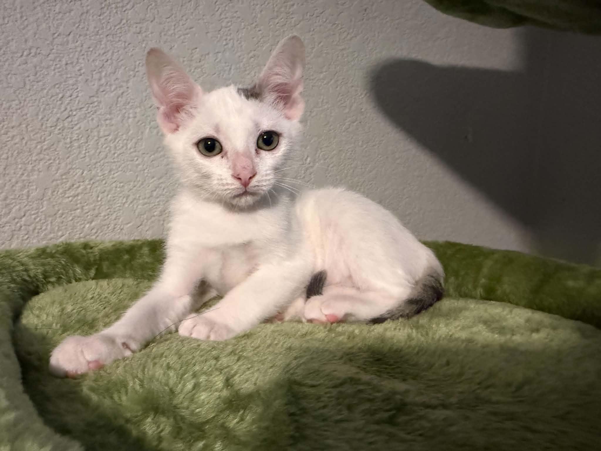 Minty, Adoptable, Kitten Female Domestic Short Hair.