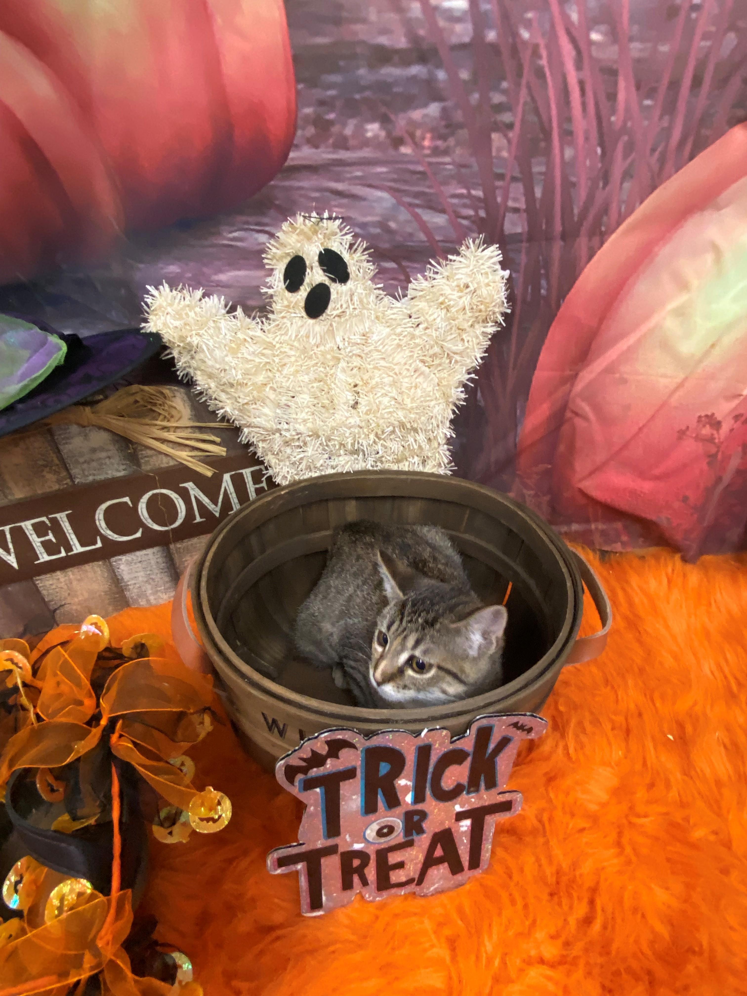 Figaro 59281640, Adoptable, Young Female Domestic Short Hair.