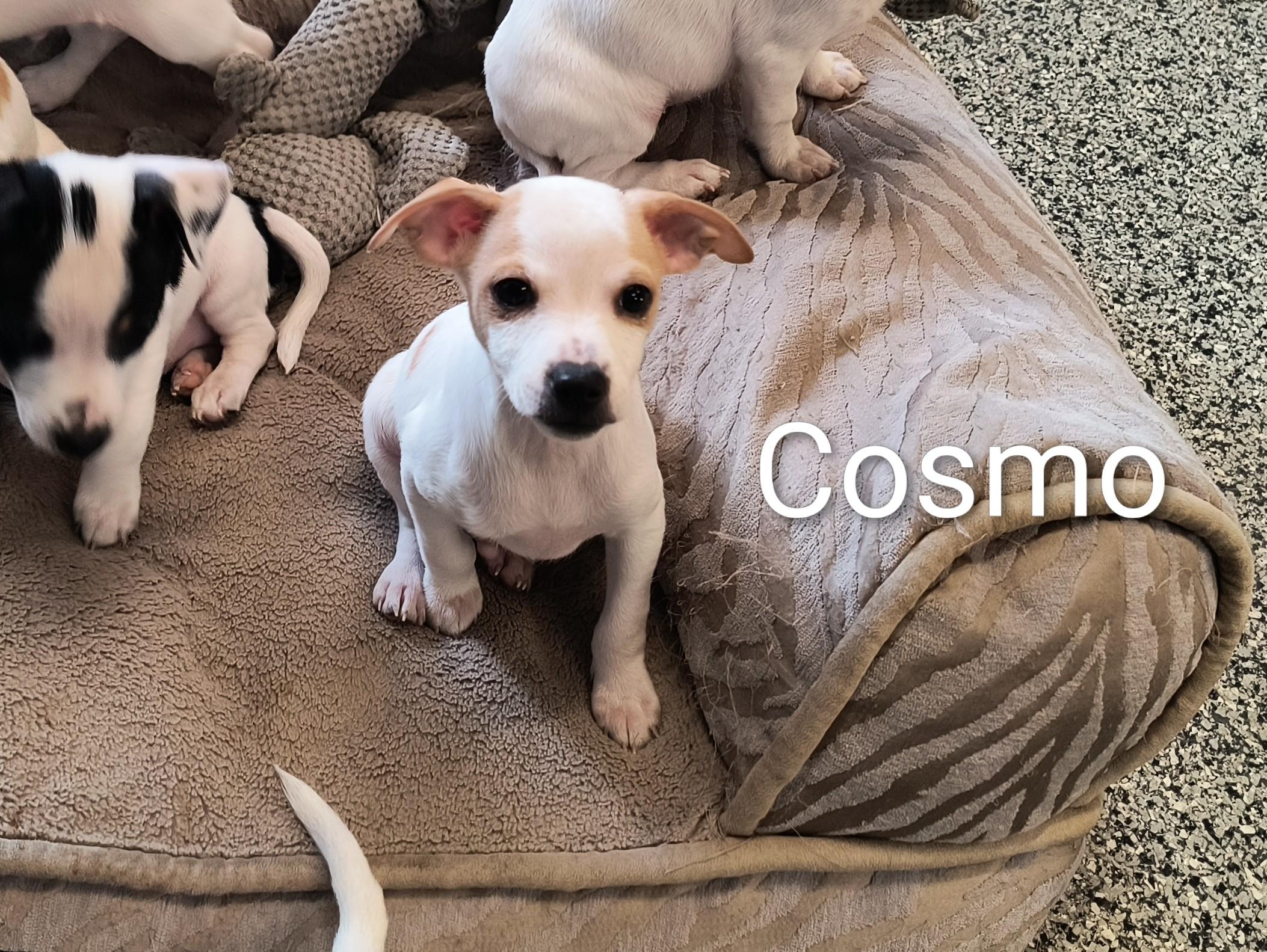 Enlarge Cosmo, a ADOPTABLE mixed breed in Aurora, IL image 1/4