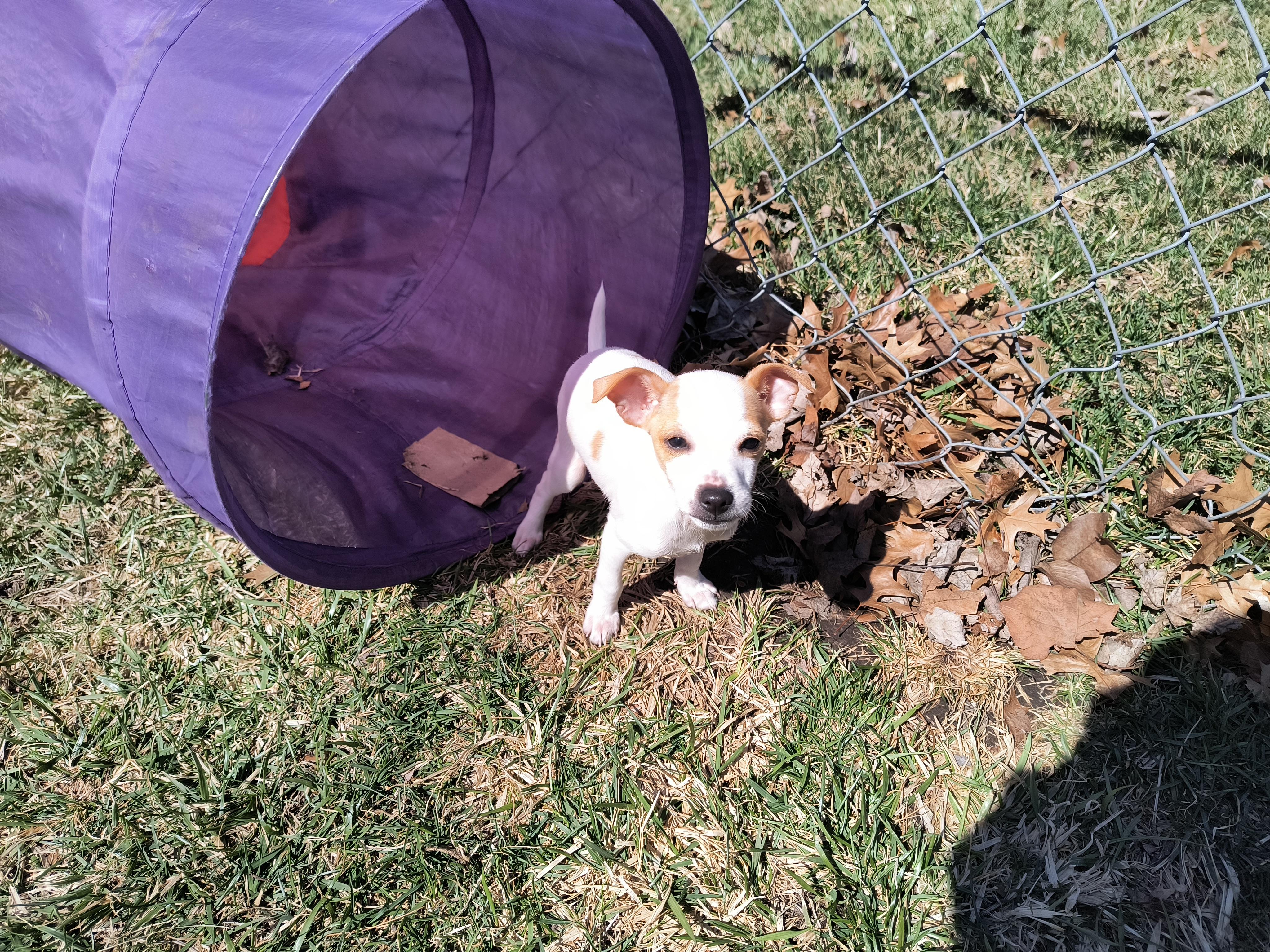 Enlarge Cosmo, a ADOPTABLE mixed breed in Aurora, IL image 3/4