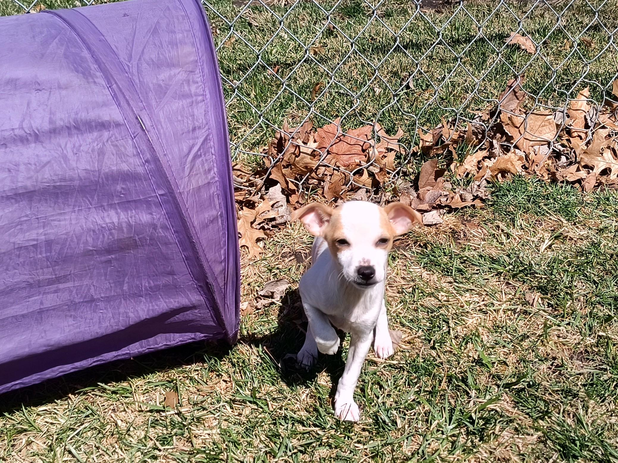 Enlarge Cosmo, a ADOPTABLE mixed breed in Aurora, IL image 4/4