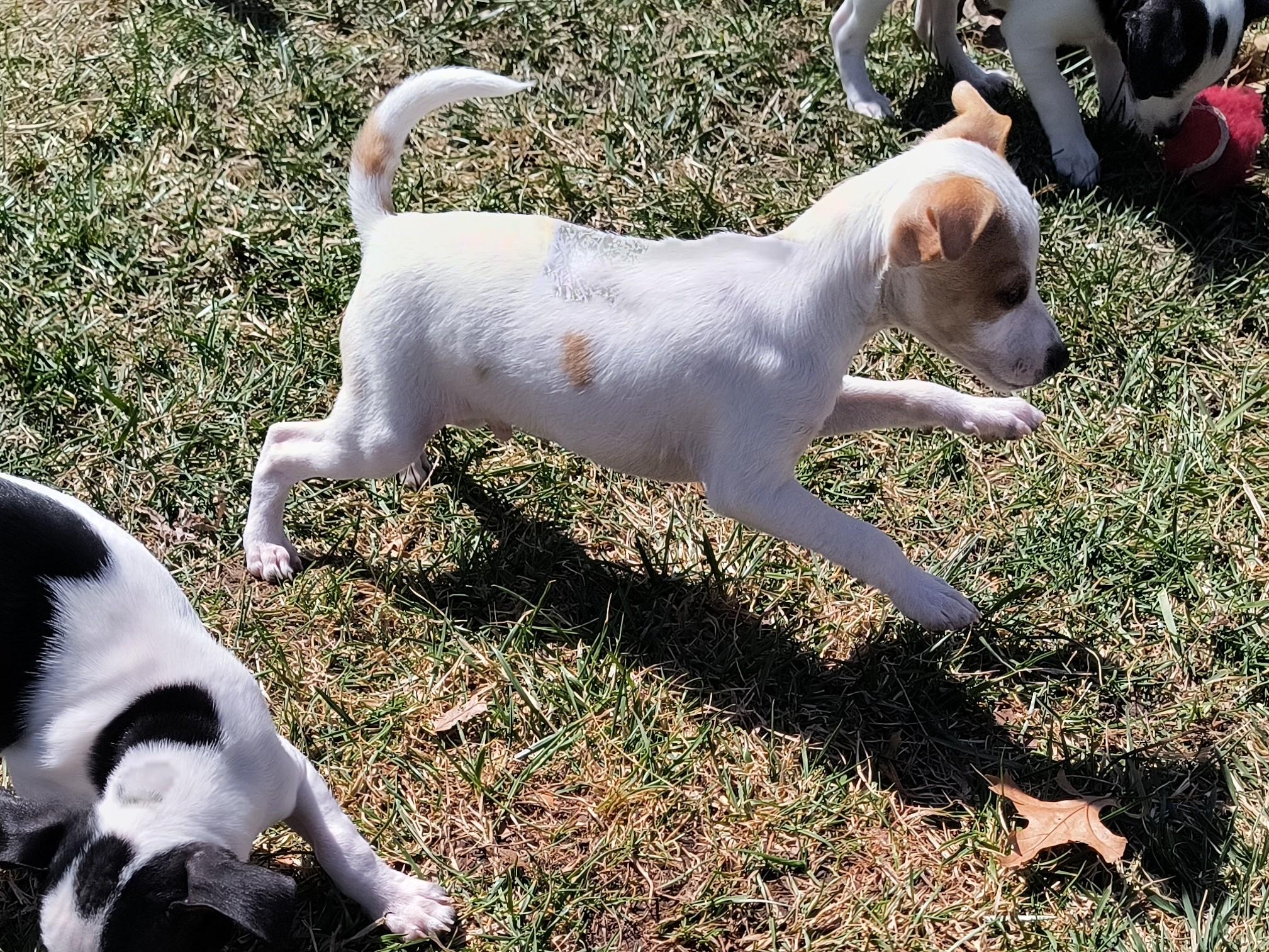 Enlarge Cosmo, a ADOPTABLE mixed breed in Aurora, IL image 2/4