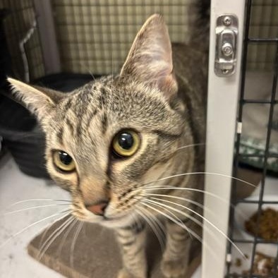 Myles, a ADOPTABLE Domestic Short Hair in Braintree, MA image 6/6
