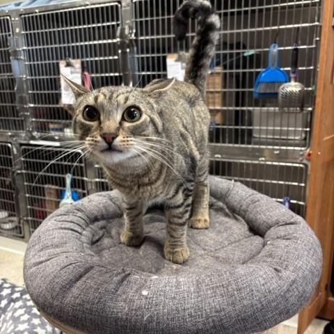 Myles, a ADOPTABLE Domestic Short Hair in Braintree, MA image 2/6