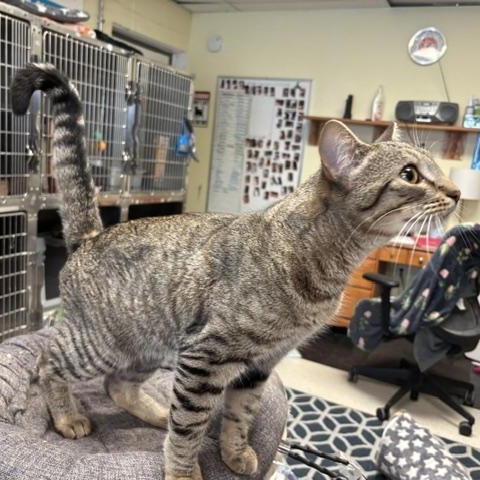 Myles, a ADOPTABLE Domestic Short Hair in Braintree, MA image 5/6