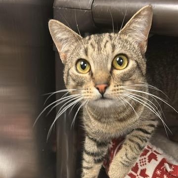 Myles, ADOPTABLE, Young Male Domestic Short Hair.