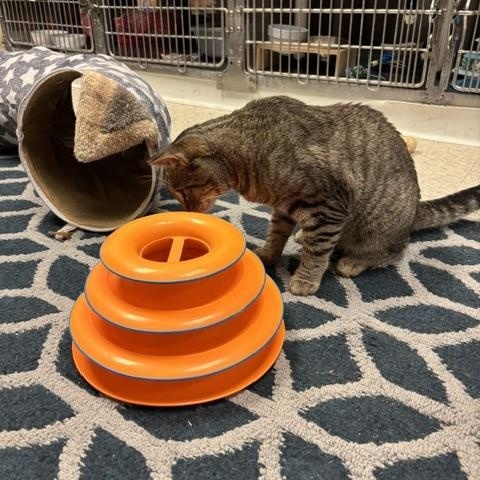 Myles, a ADOPTABLE Domestic Short Hair in Braintree, MA image 3/6