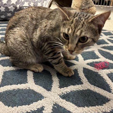 Myles, a ADOPTABLE Domestic Short Hair in Braintree, MA image 4/6