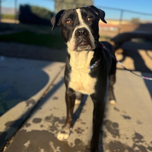 PJ, a Adoptable mixed breed in Bullhead City, AZ image 2/3