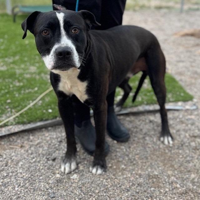 PJ, a Adoptable mixed breed in Bullhead City, AZ image 3/3