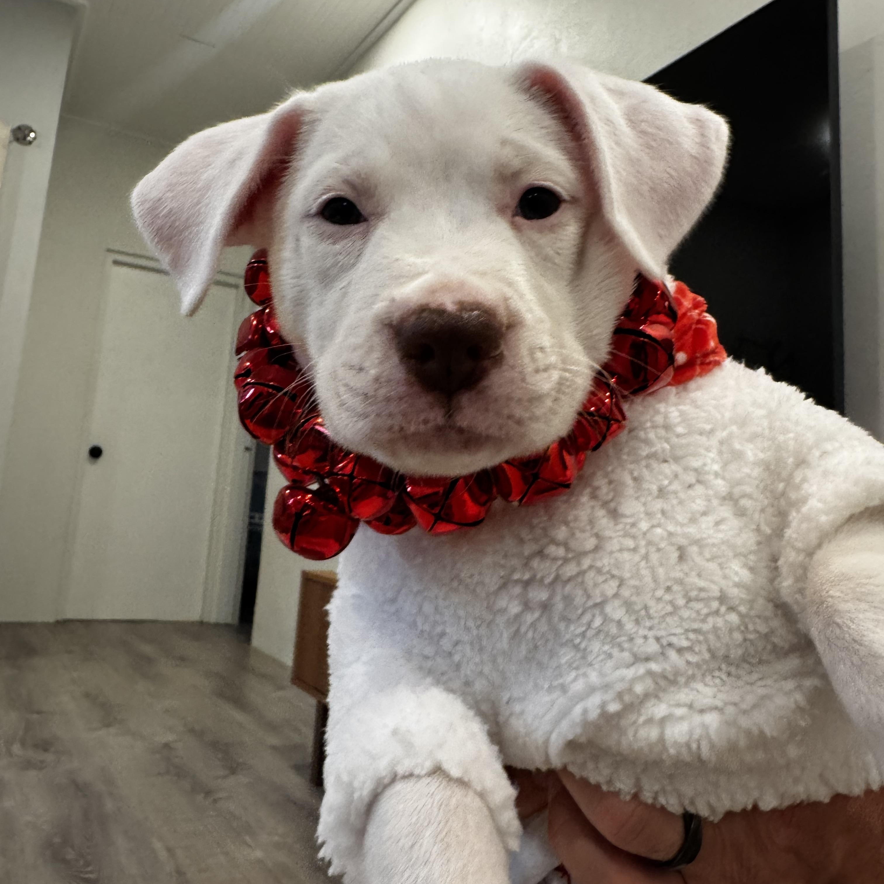 Quinn- fun silly and loving pup! , adopted, Puppy Female Labrador Retriever.