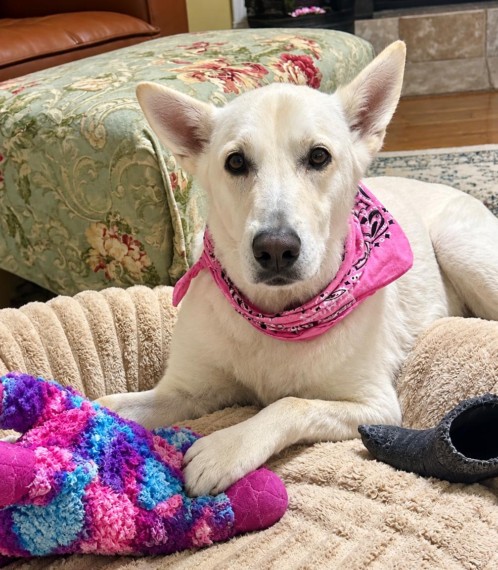 Sassa, Adoptable, Senior Female White German Shepherd.