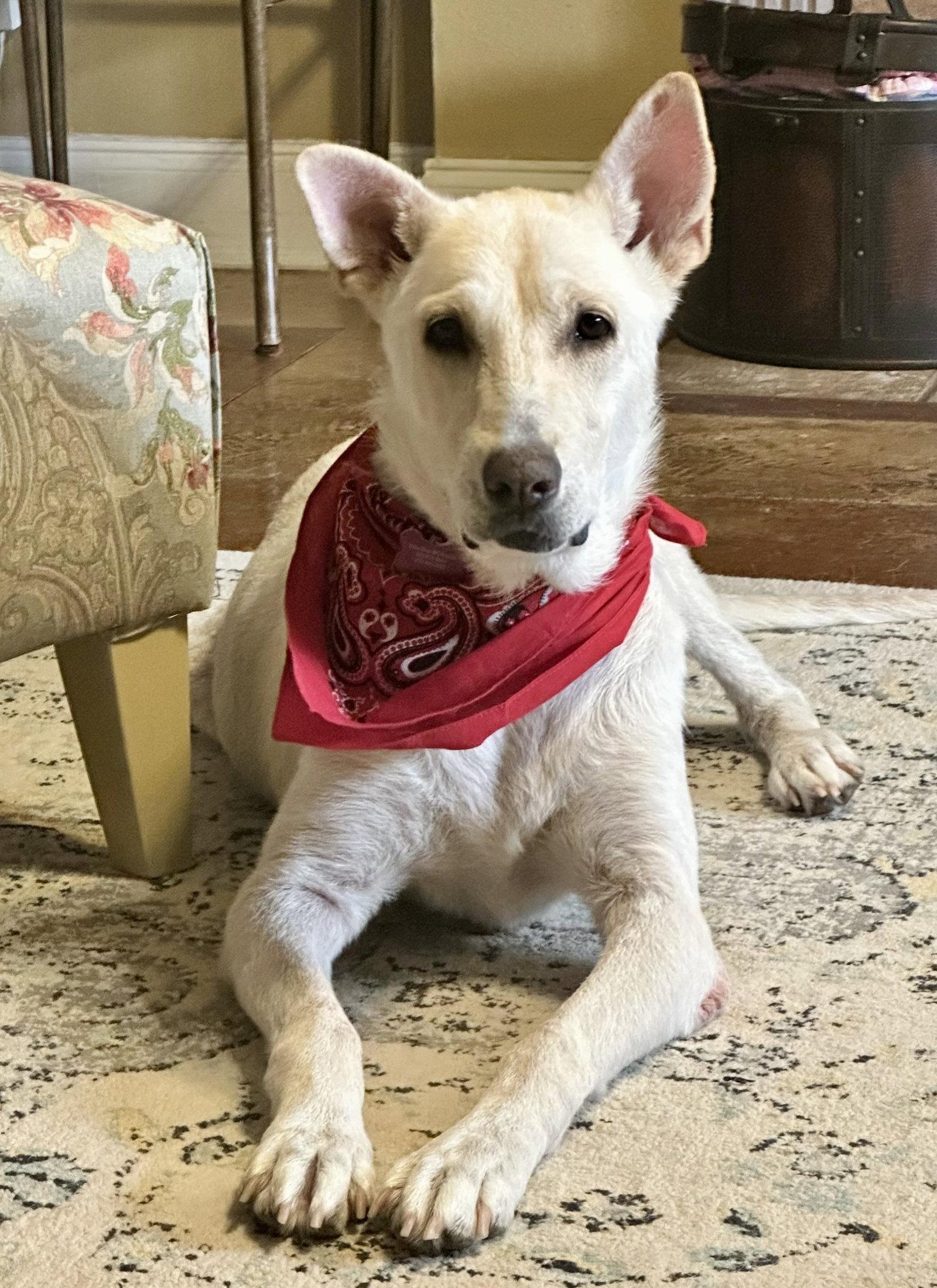 Enlarge Sassa, a Adoptable White German Shepherd in Londonderry, NH image 2/3