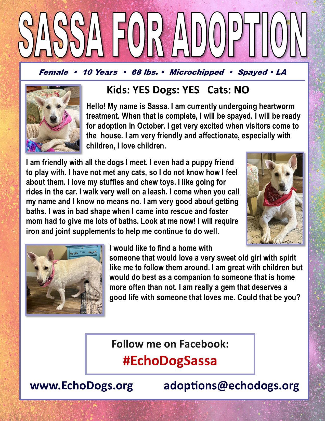 Enlarge Sassa, a Adoptable White German Shepherd in Londonderry, NH image 3/3