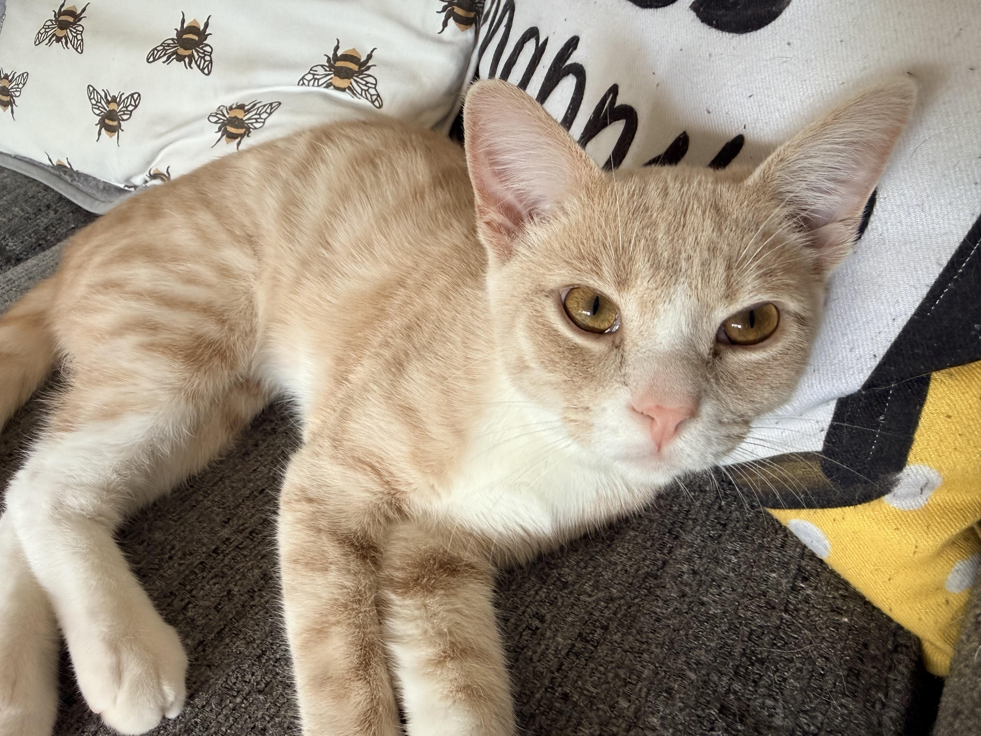 Enlarge Alvin, a ADOPTABLE Tabby in Muncie, IN image 1/1