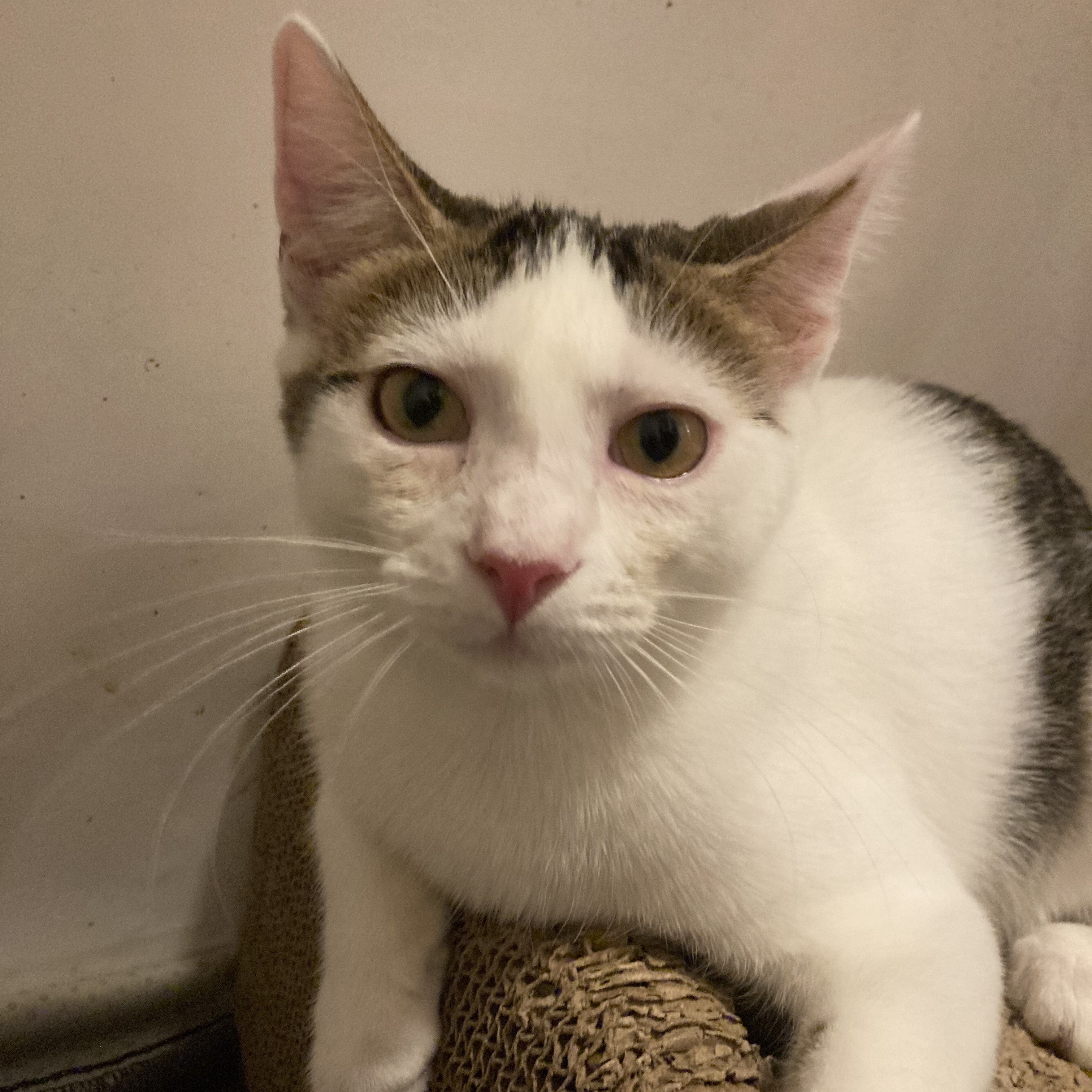 Minka, an adoptable Calico, Tabby in Hillsboro, OR, 97006 | Photo Image 4