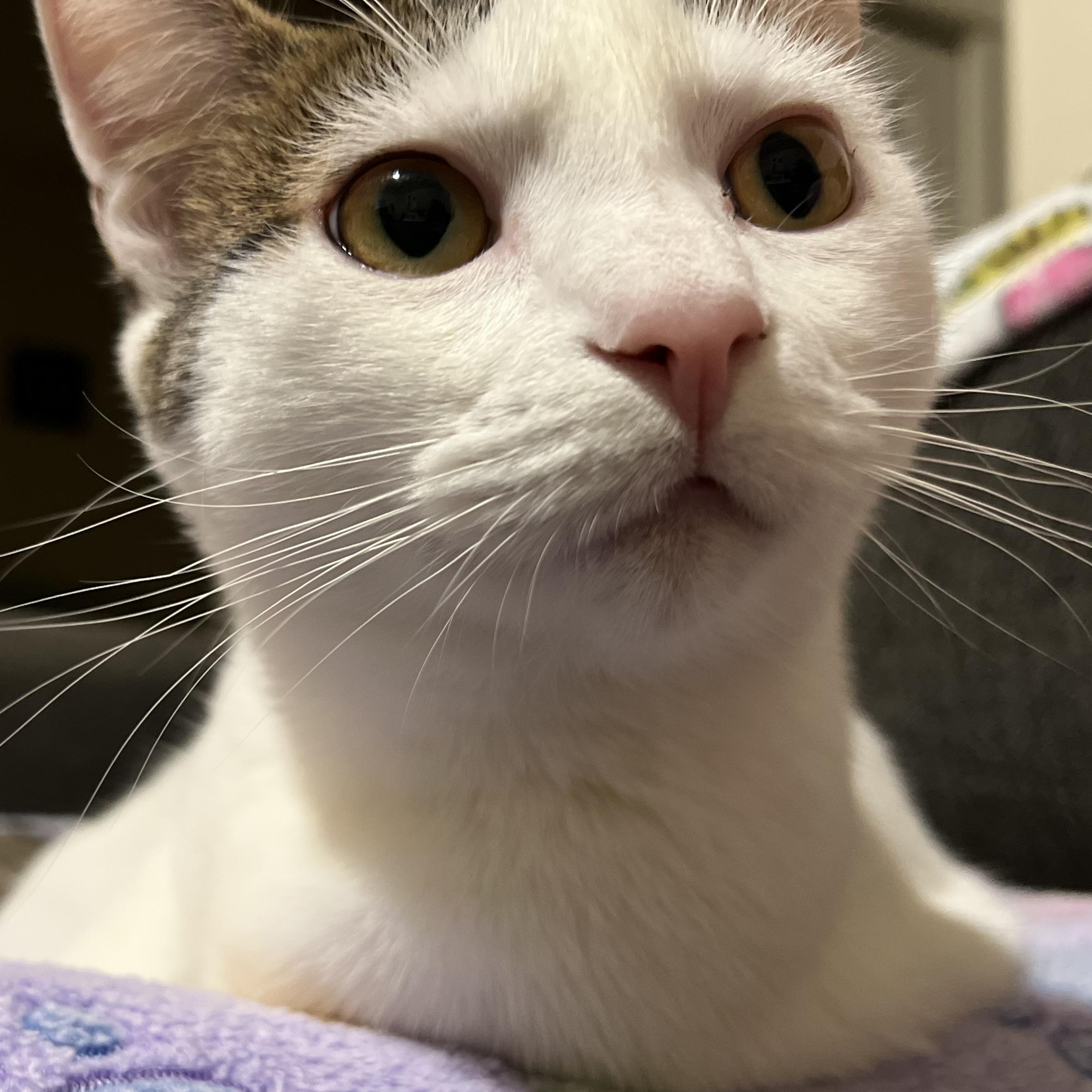 Minka, Adoptable, Young Female Domestic Short Hair & Tabby.