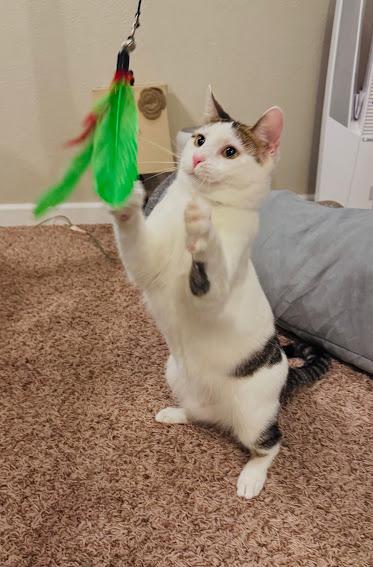 Minka, Adoptable, Young Female Domestic Short Hair & Tabby.