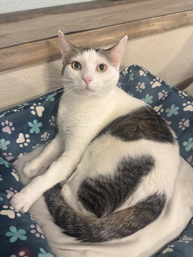 Minka, an adoptable Calico, Tabby in Hillsboro, OR, 97006 | Photo Image 5