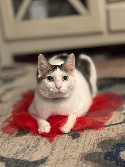 Minka, a Adoptable mixed breed in Hillsboro, OR image 4/6