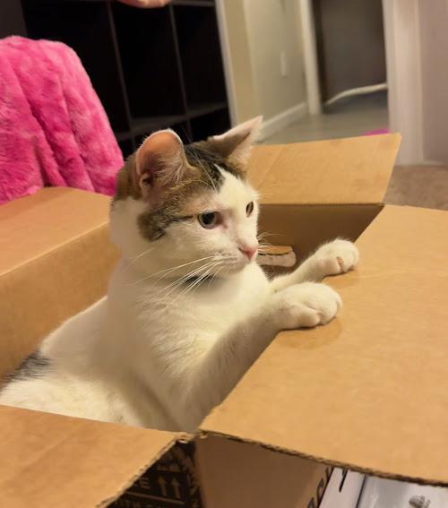 Minka, Adoptable, Adult Female Domestic Short Hair & Tabby.