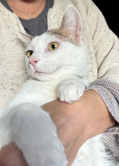 Minka, a Adoptable mixed breed in Hillsboro, OR image 5/6