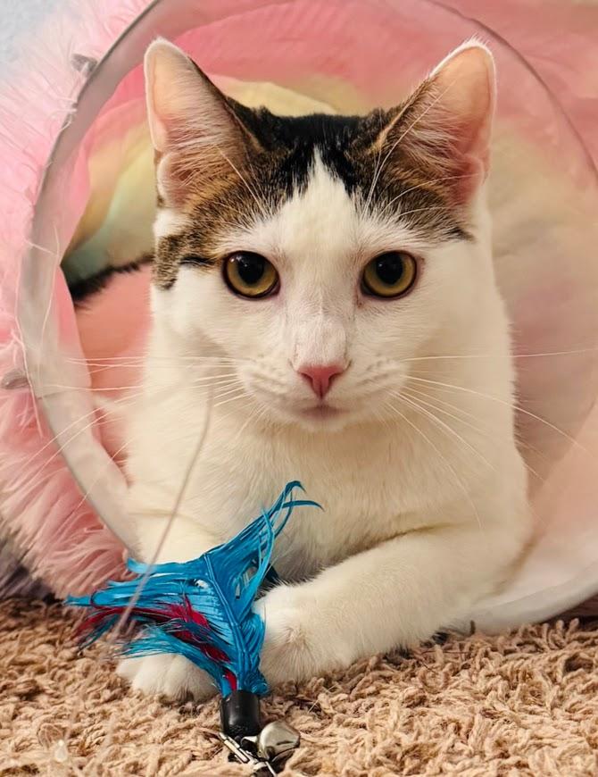 Minka, an adoptable Calico, Tabby in Hillsboro, OR, 97006 | Photo Image 1