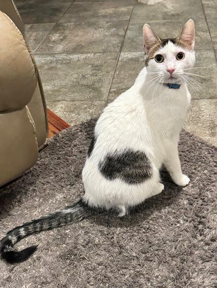 Minka, a Adoptable mixed breed in Hillsboro, OR image 6/6