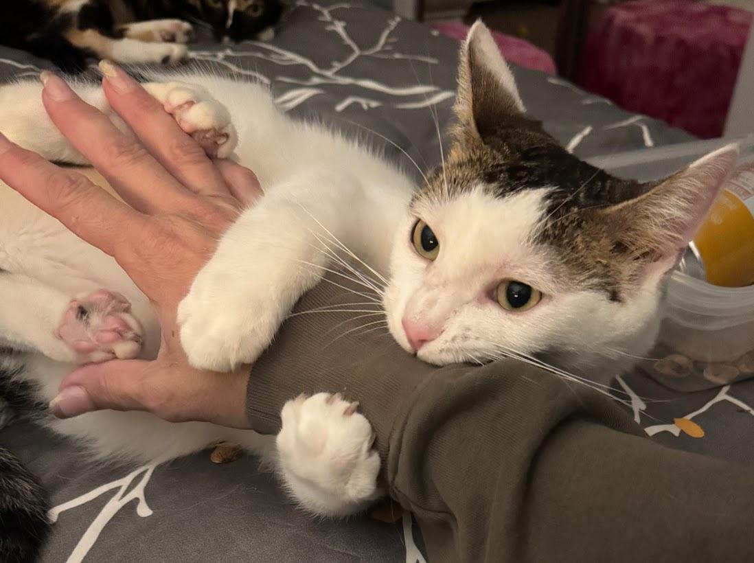 Minka, an adoptable Domestic Short Hair, Tabby in Hillsboro, OR, 97006 | Photo Image 3