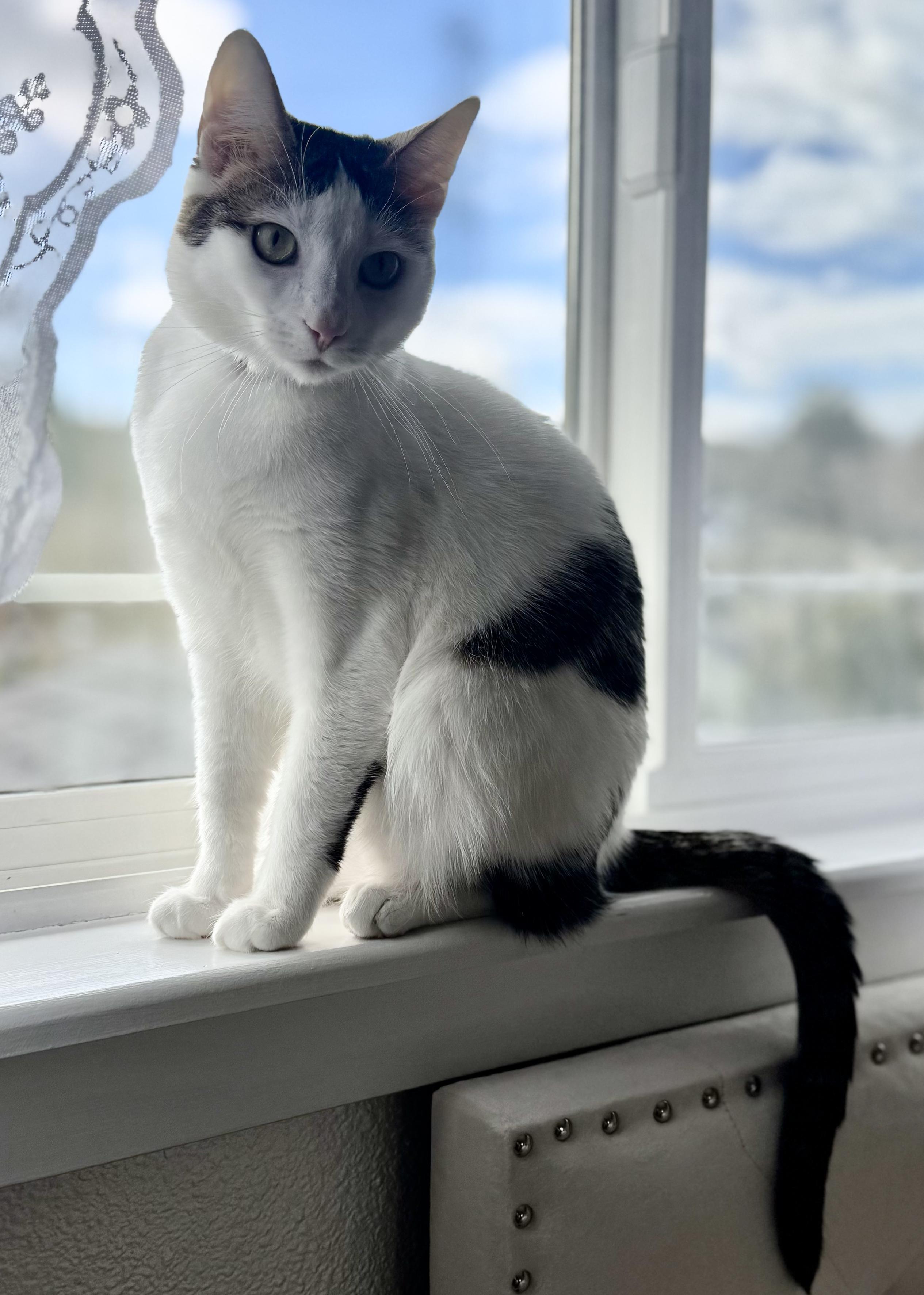 Minka, a Adoptable mixed breed in Hillsboro, OR image 6/6