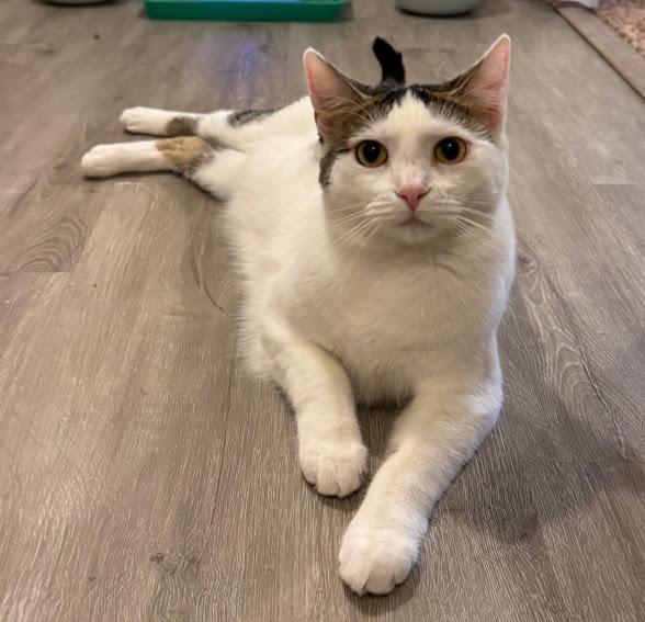 Minka, a Adoptable mixed breed in Hillsboro, OR image 2/6