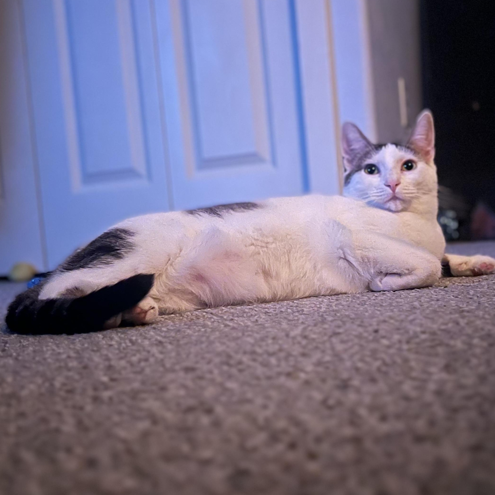 Minka, an adoptable Calico, Tabby in Hillsboro, OR, 97006 | Photo Image 3