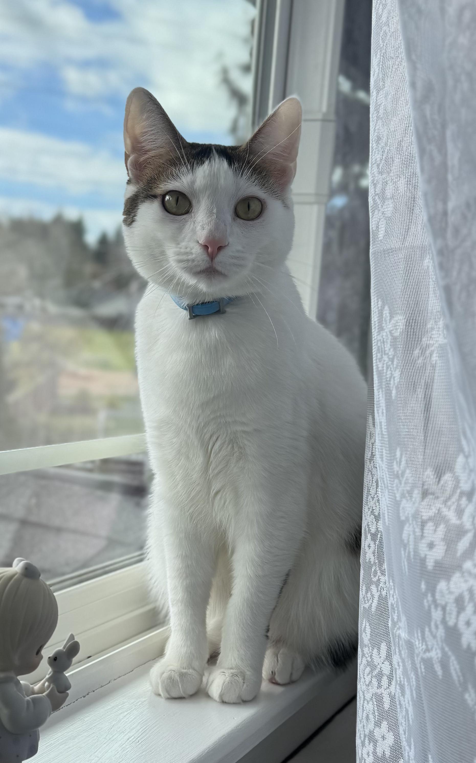 Minka, Adoptable, Adult Female Domestic Short Hair & Tabby.