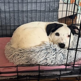 Enlarge Opal, an adopted mixed breed in Watertown, WI image 2/6