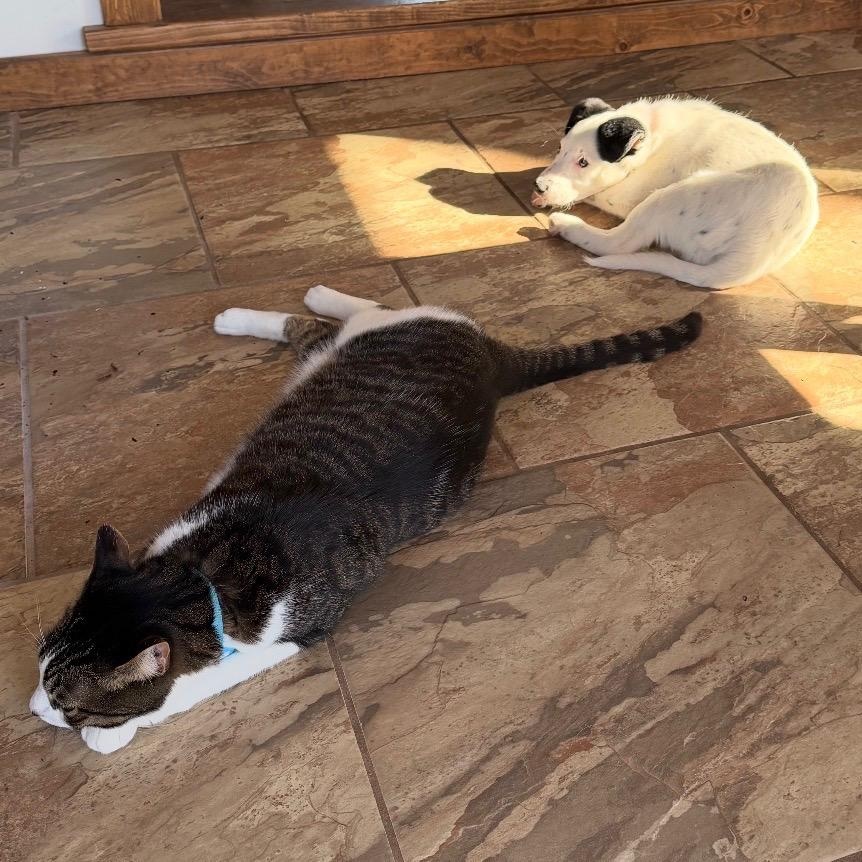 Enlarge Opal, a ADOPTABLE mixed breed in Watertown, WI image 5/6